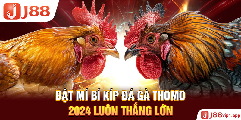 Bật mí bí kíp đá gà Thomo 2024 luôn thắng lớn 