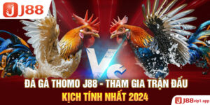 Đá Gà Thomo J88 - Tham Gia Trận Đấu Kịch Tính Nhất 2024